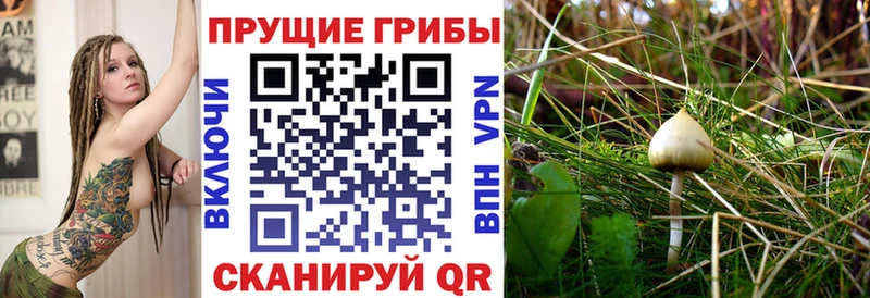 наркотики  Куйбышев  MEGA как зайти  Псилоцибиновые грибы GOLDEN TEACHER 